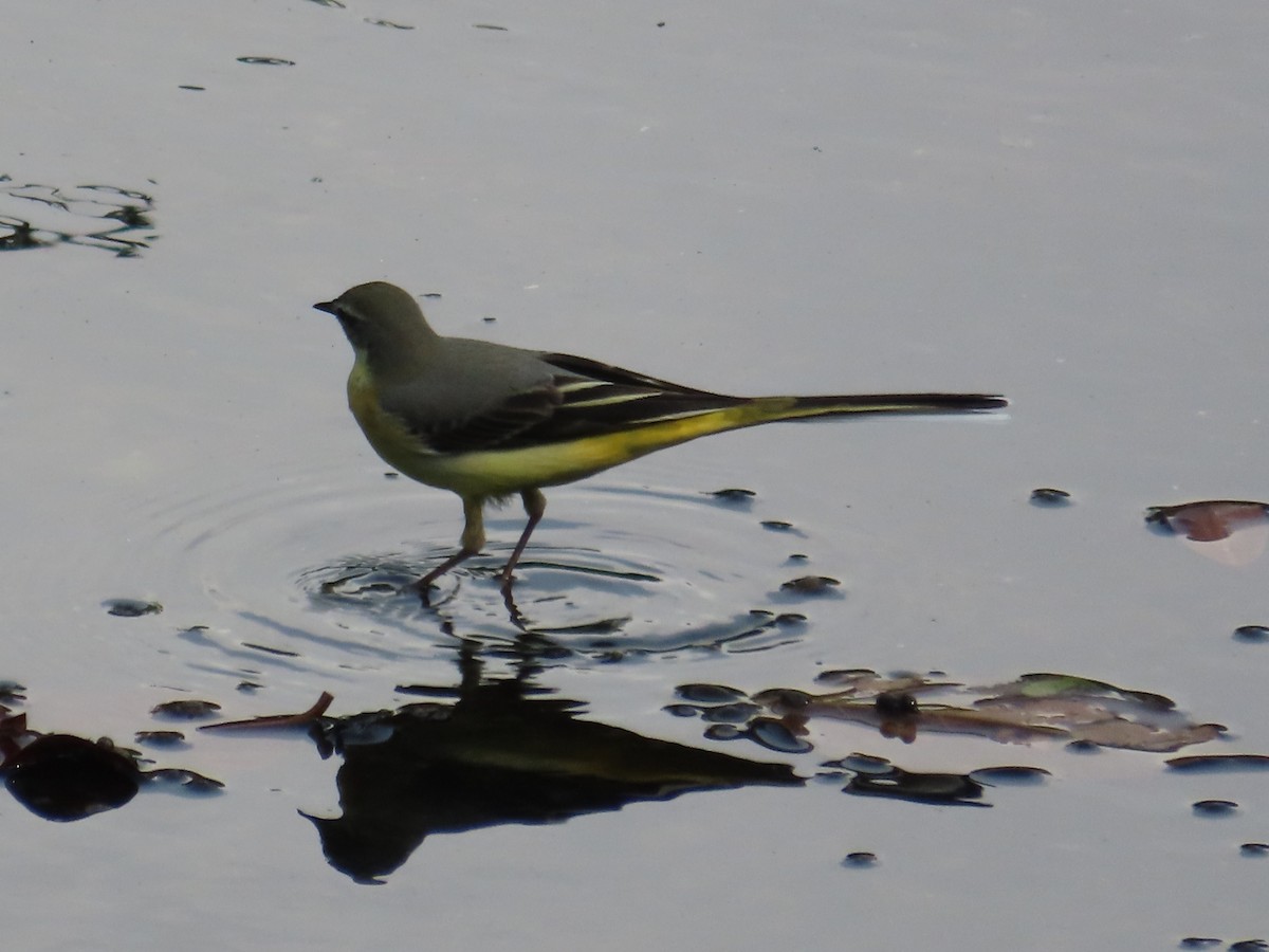 Gray Wagtail - ML646633218