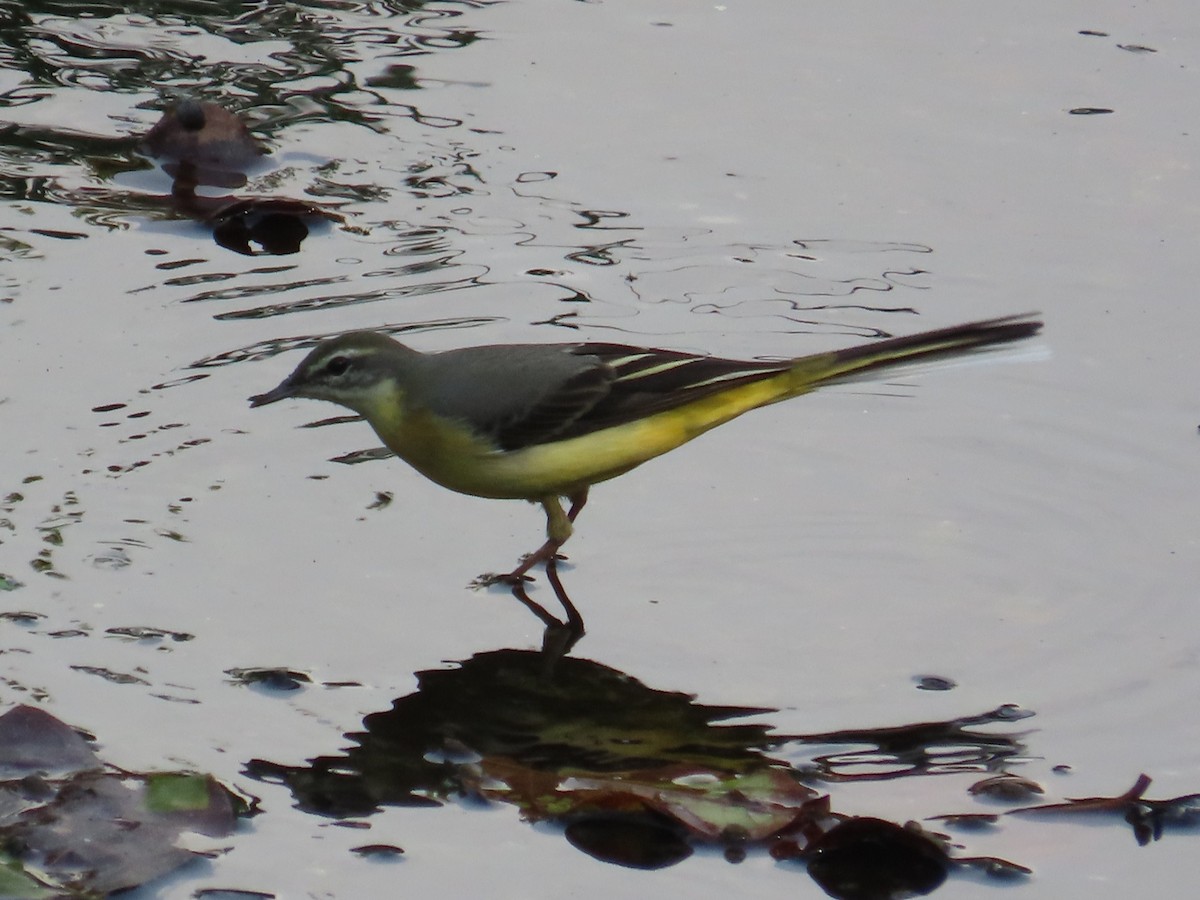 Gray Wagtail - ML646633219