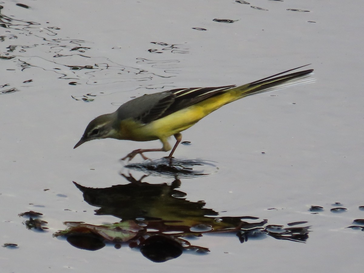 Gray Wagtail - ML646633220