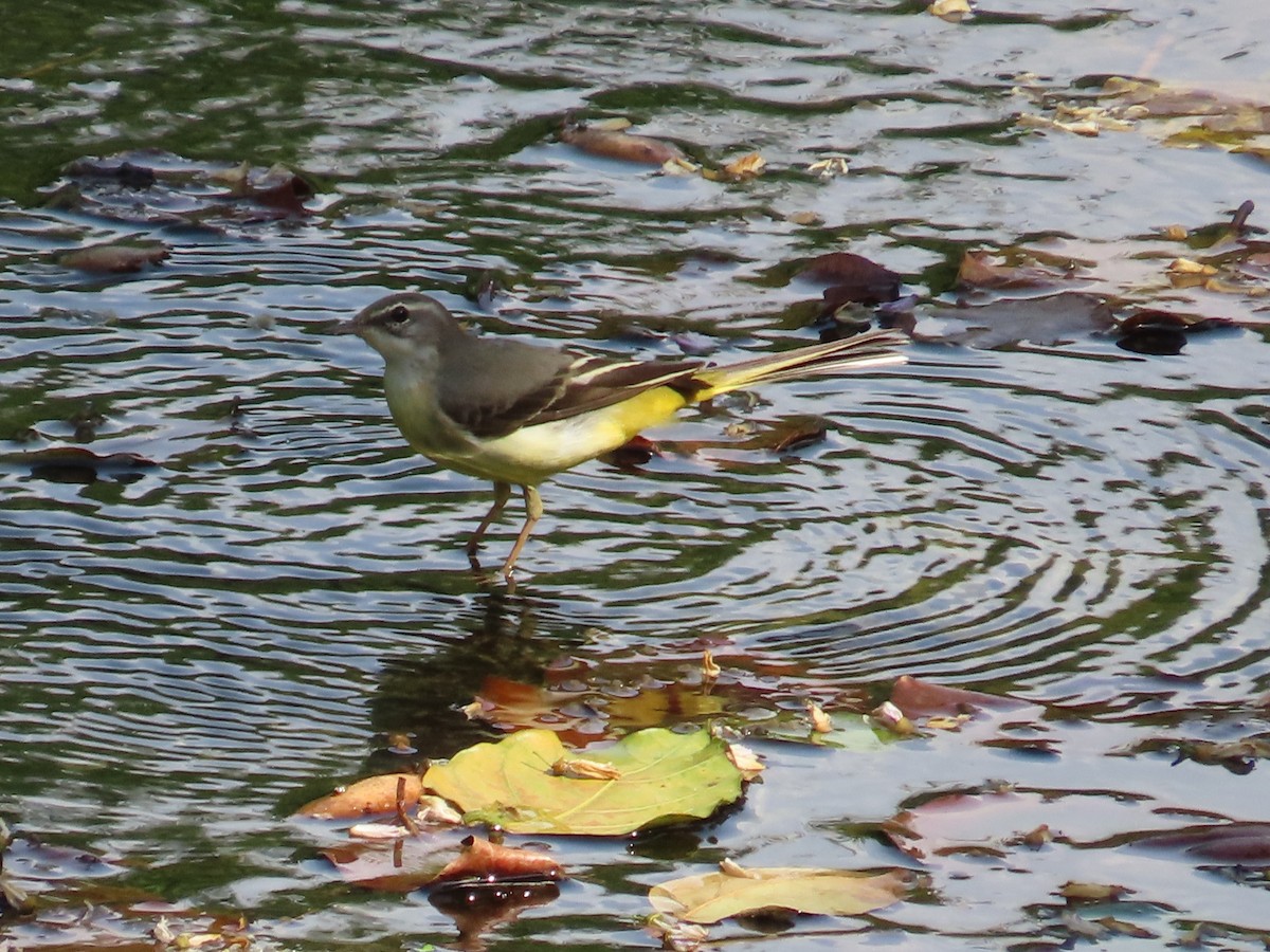 Gray Wagtail - ML646633221