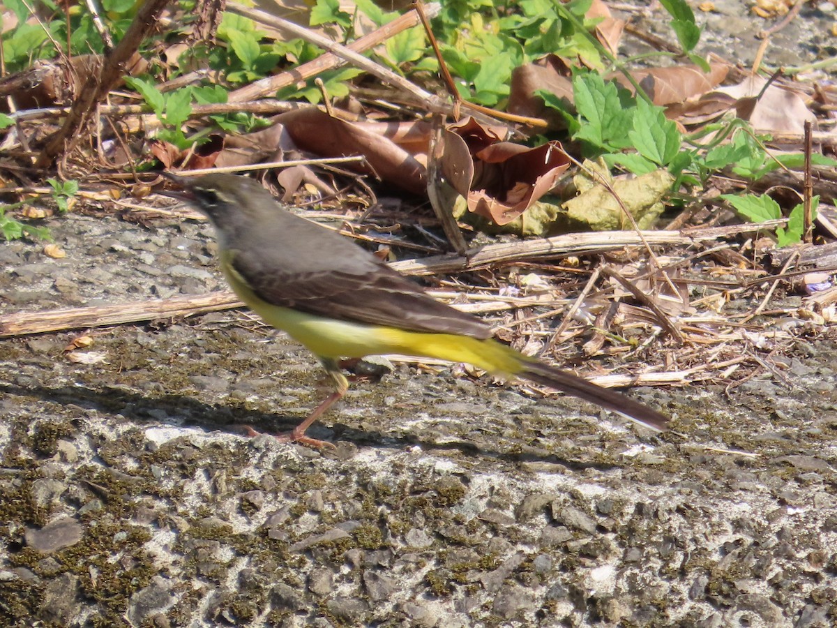 Gray Wagtail - ML646633222