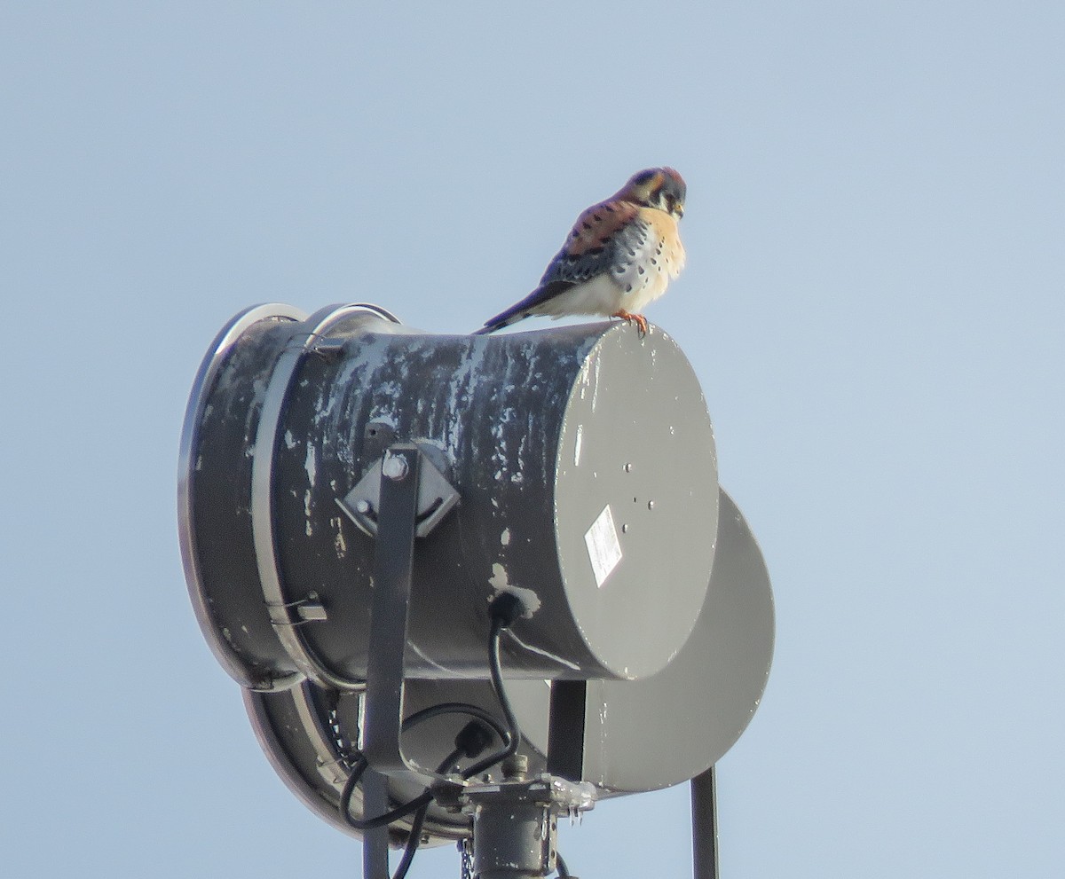 Воробьиная пустельга - ML646633223