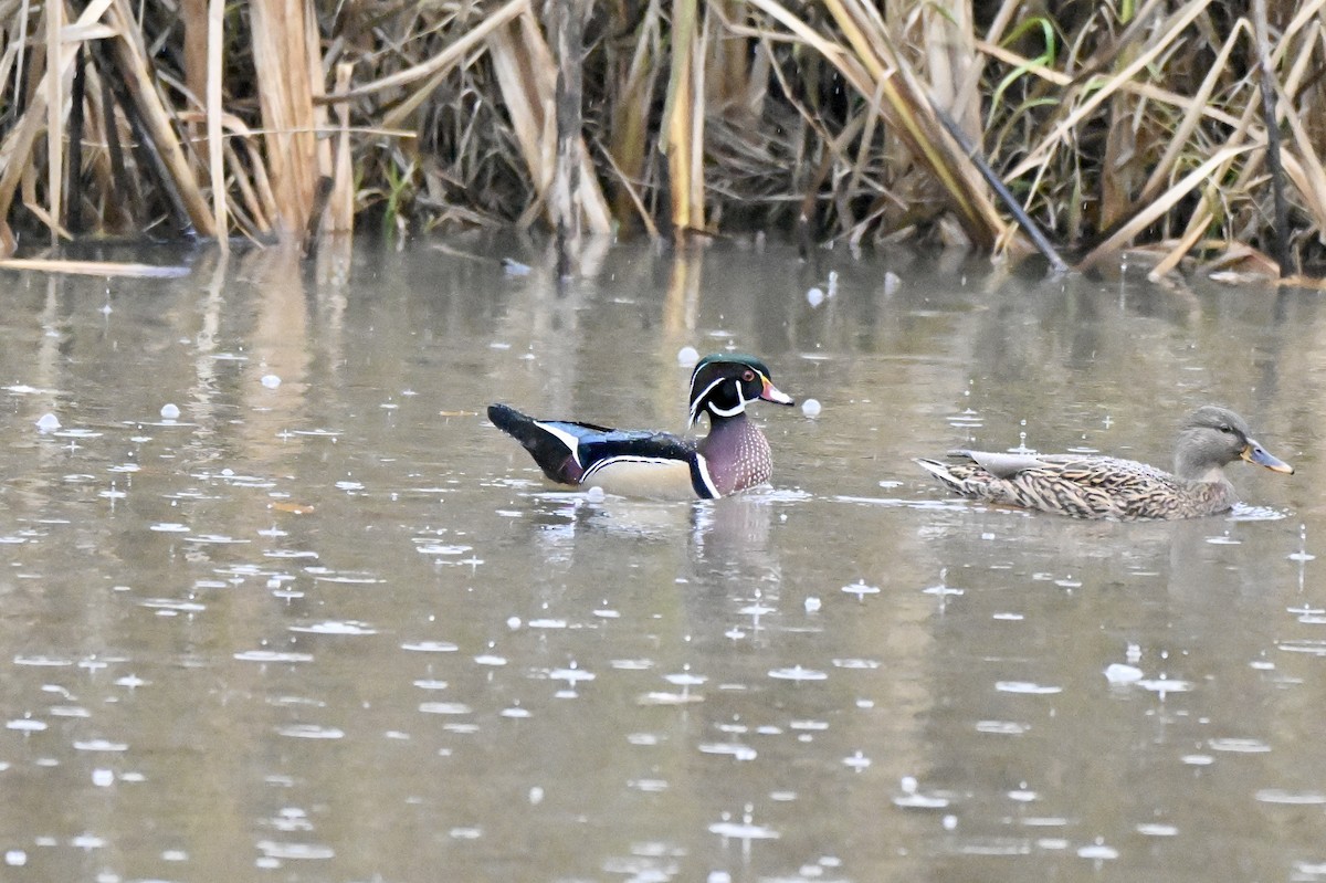Wood Duck - ML646633227