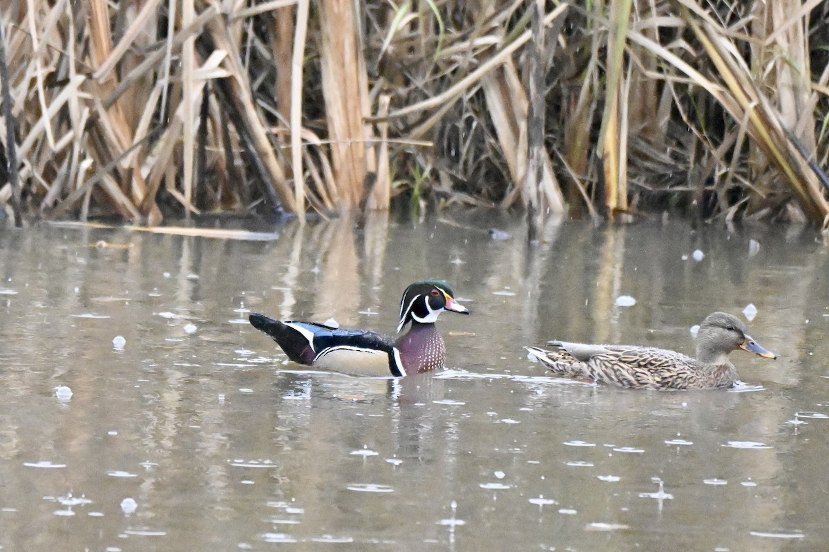 Wood Duck - ML646633228