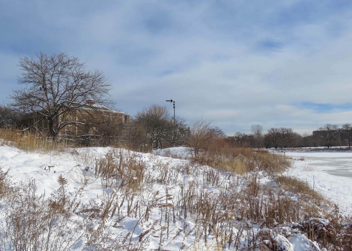 Воробьиная пустельга - ML646633229