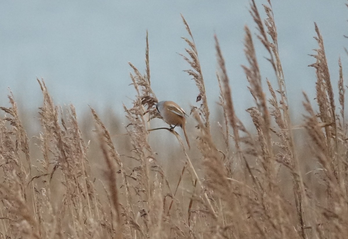 Bearded Reedling - ML646633230