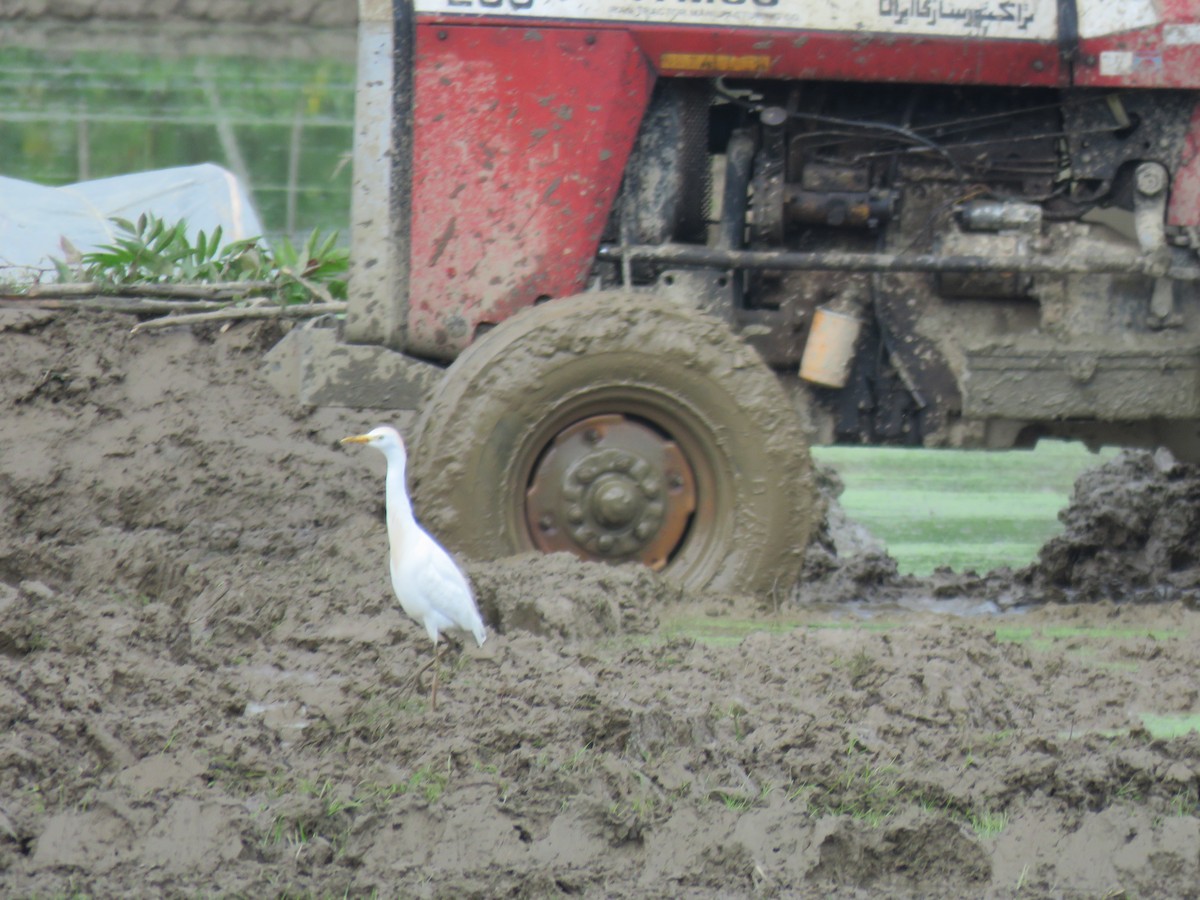 kuhegre - ML646633231