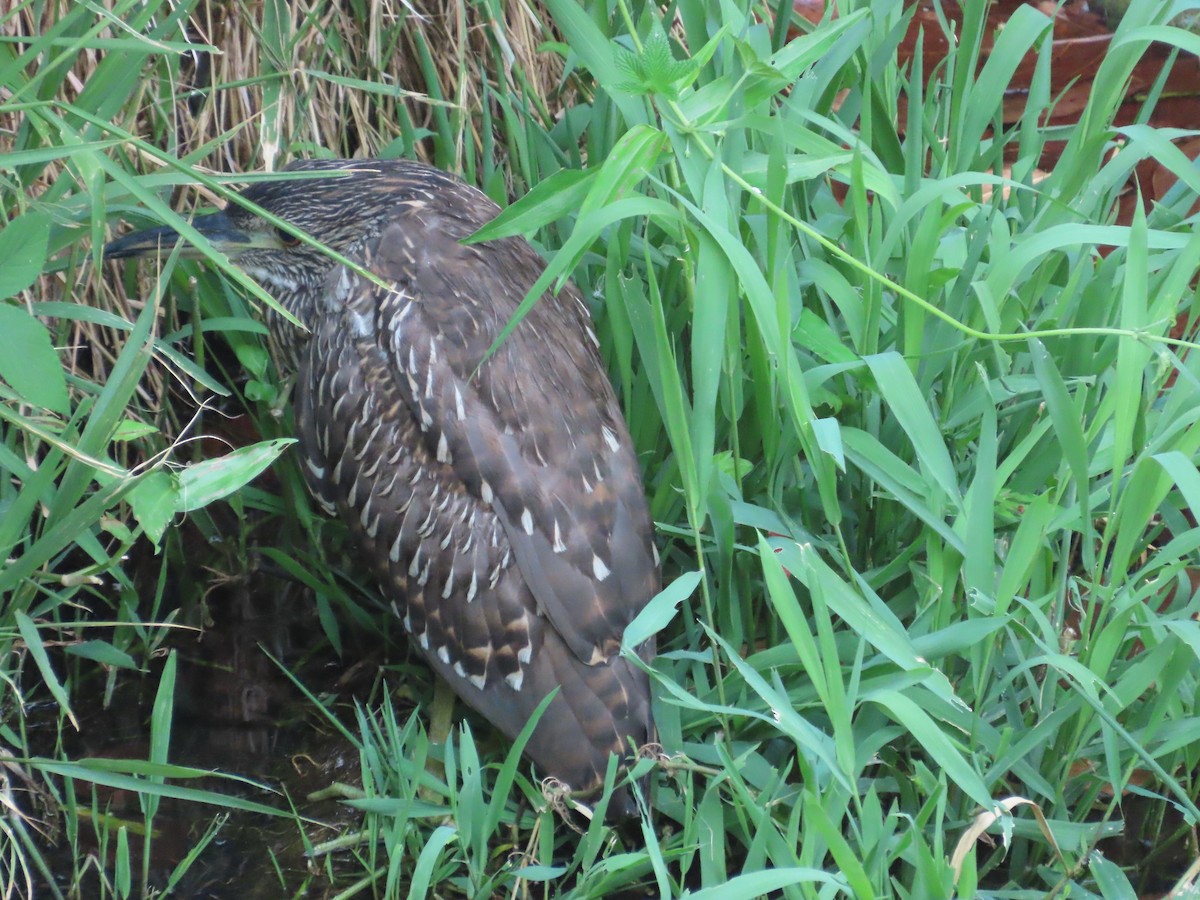 Black-crowned Night Heron - ML646633233
