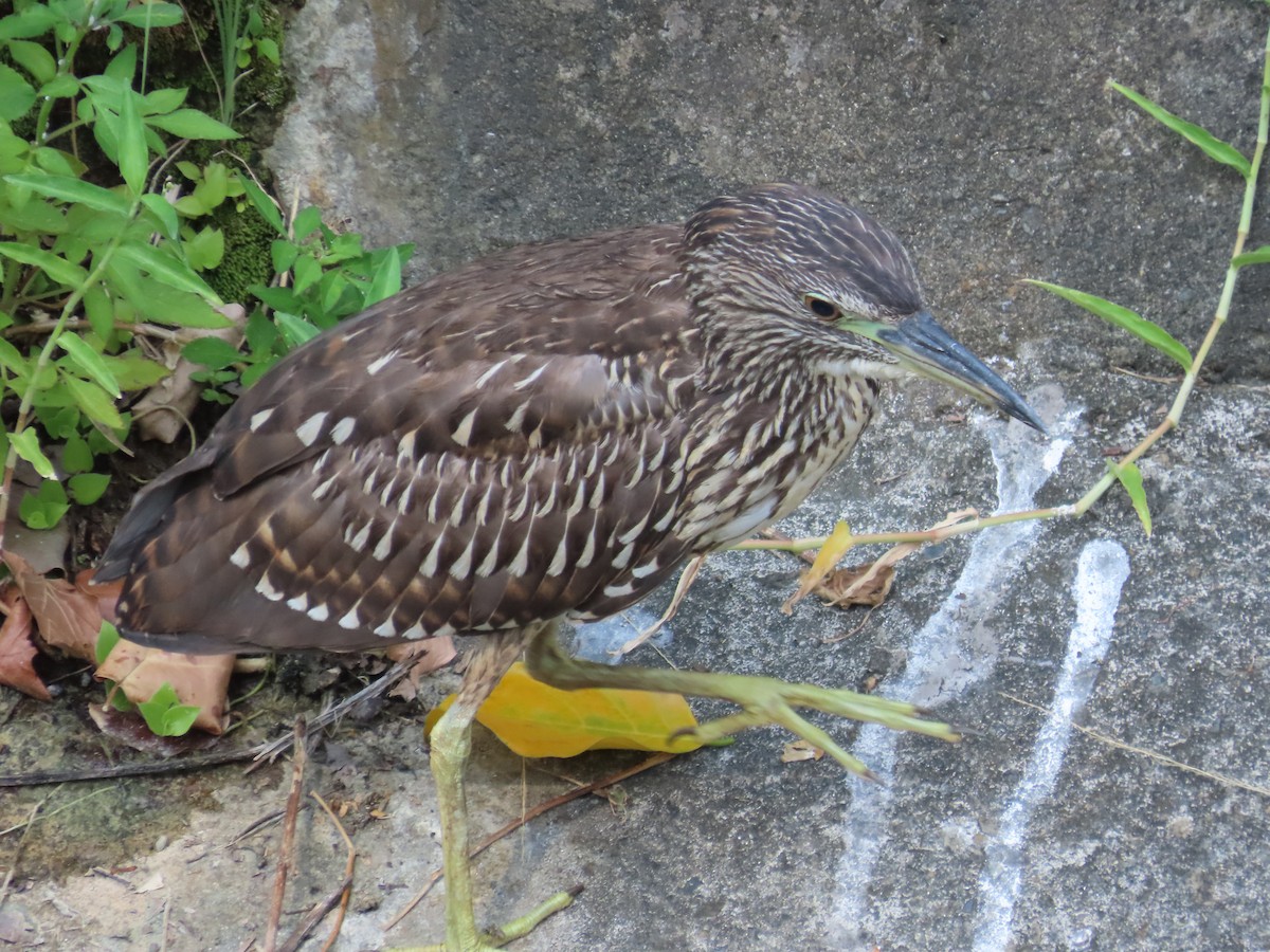 Black-crowned Night Heron - ML646633234