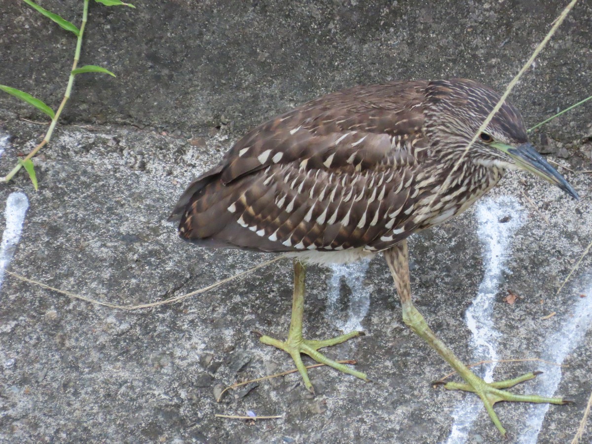 Ногоовор зашин - ML646633235