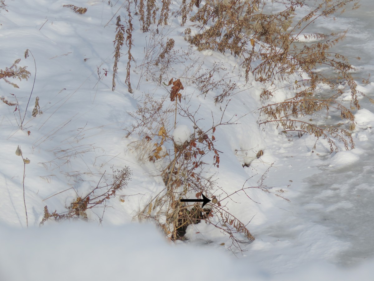 Американский крапивник - ML646633237