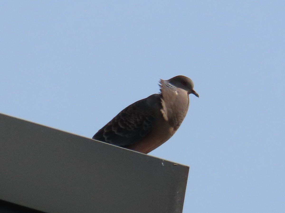 Дорнын хүүрзгэнэ - ML646633238