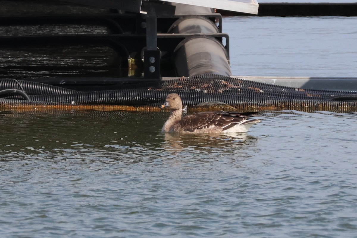 Tundra Bean-Goose - ML646633239