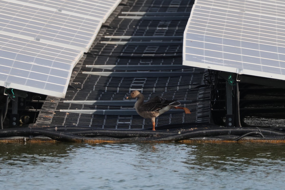 Tundra Bean-Goose - ML646633240