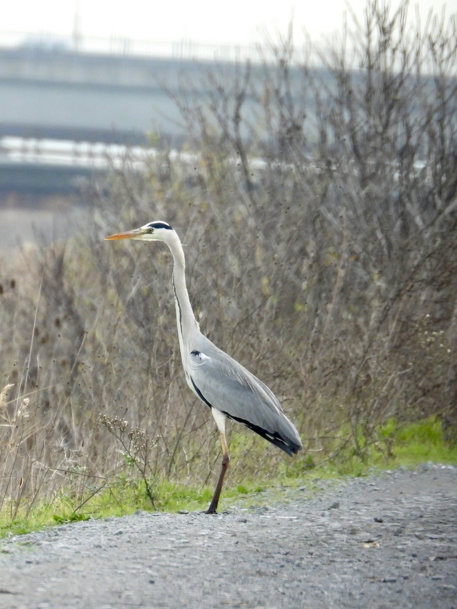 Gray Heron - ML646633241