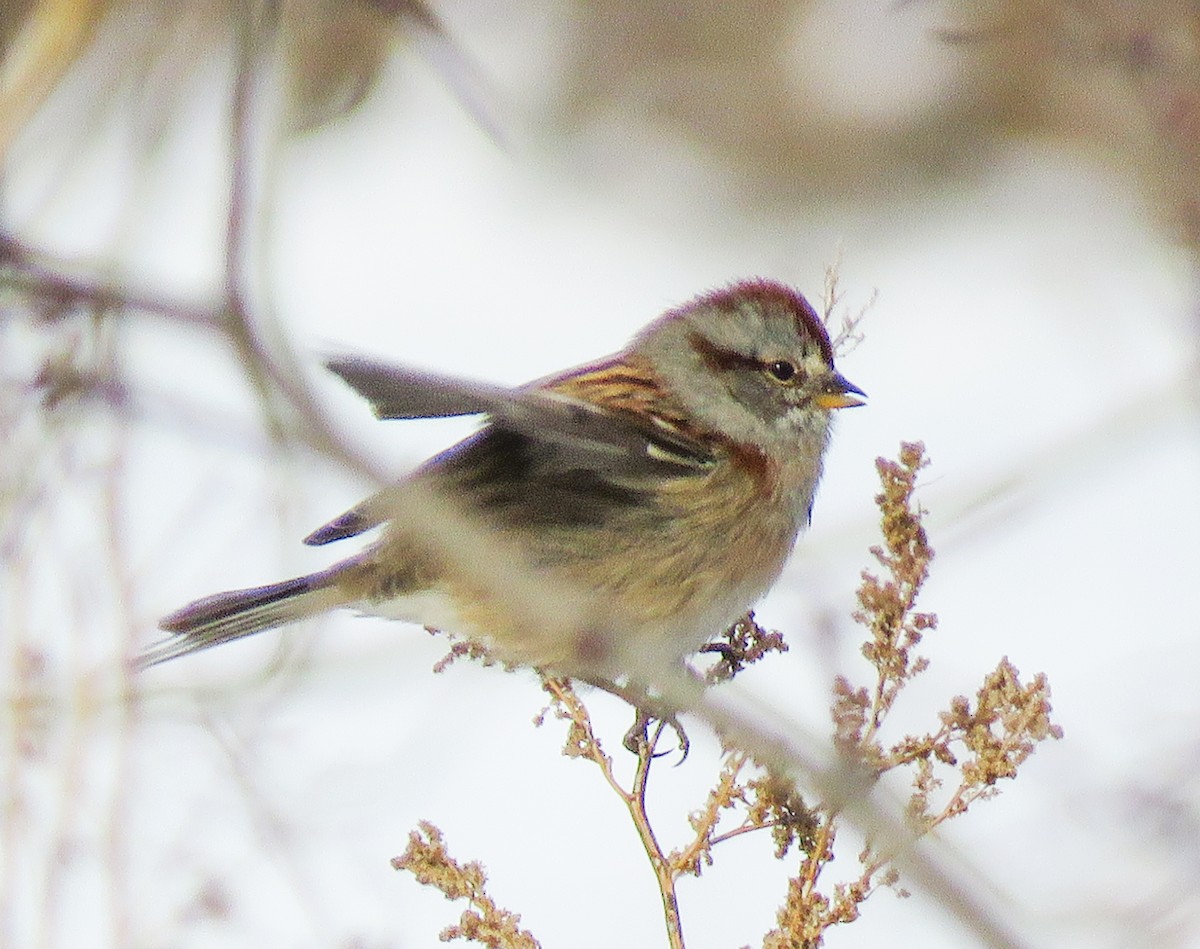 Воробьиная овсянка - ML646633242