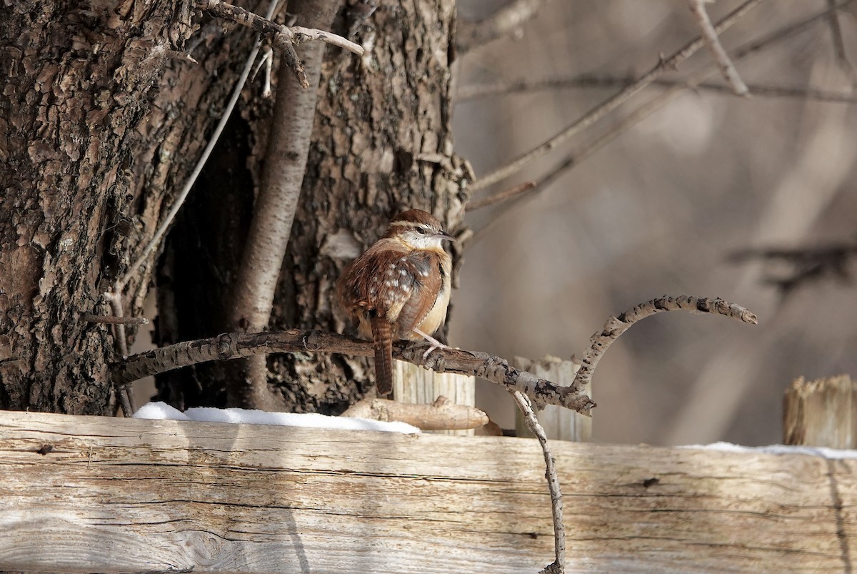 Carolina Wren - ML646633243
