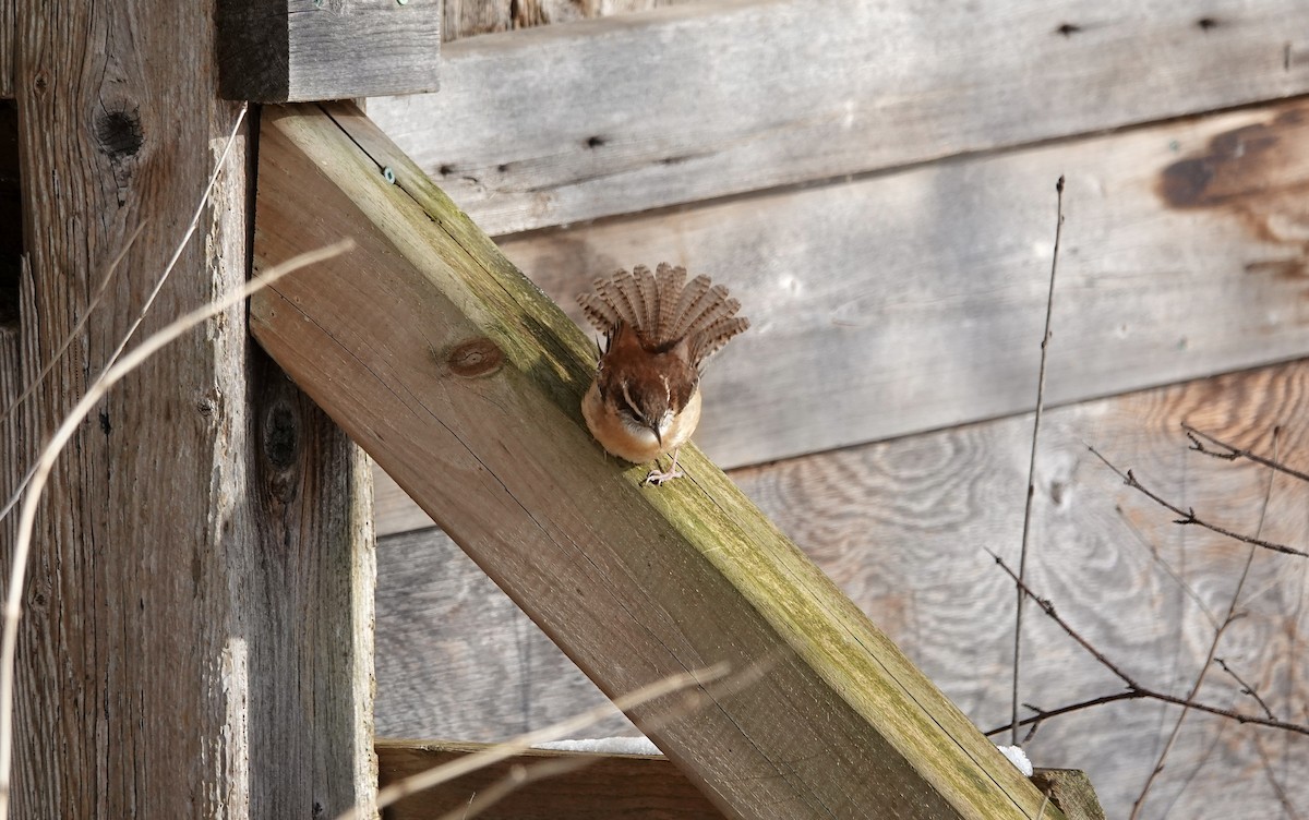 Carolina Wren - ML646633244