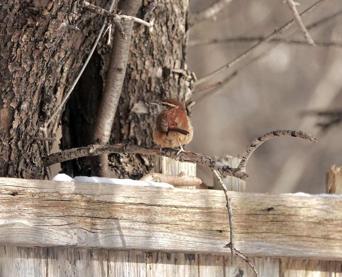 Carolina Wren - ML646633245