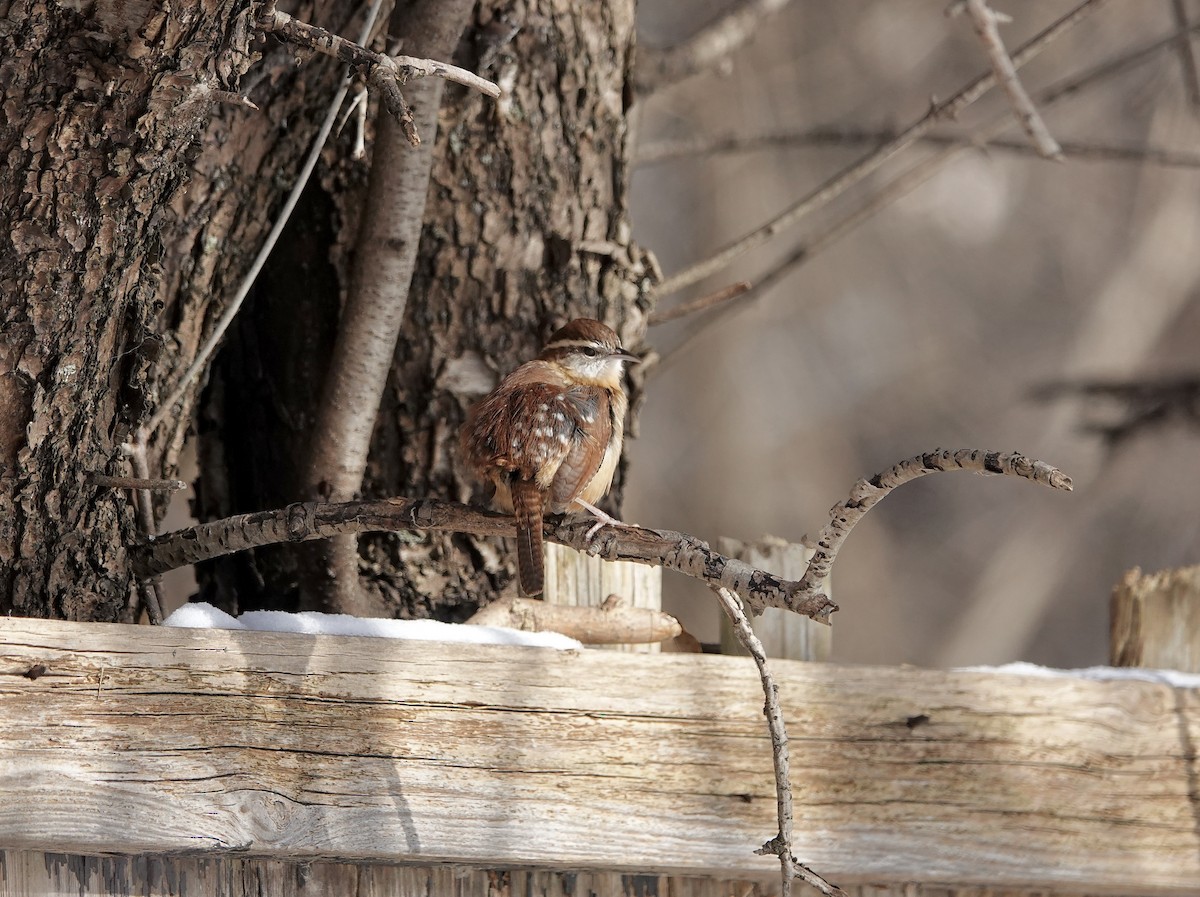 Carolina Wren - ML646633246