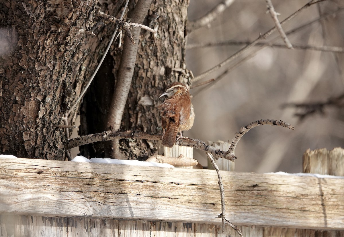 Carolina Wren - ML646633247