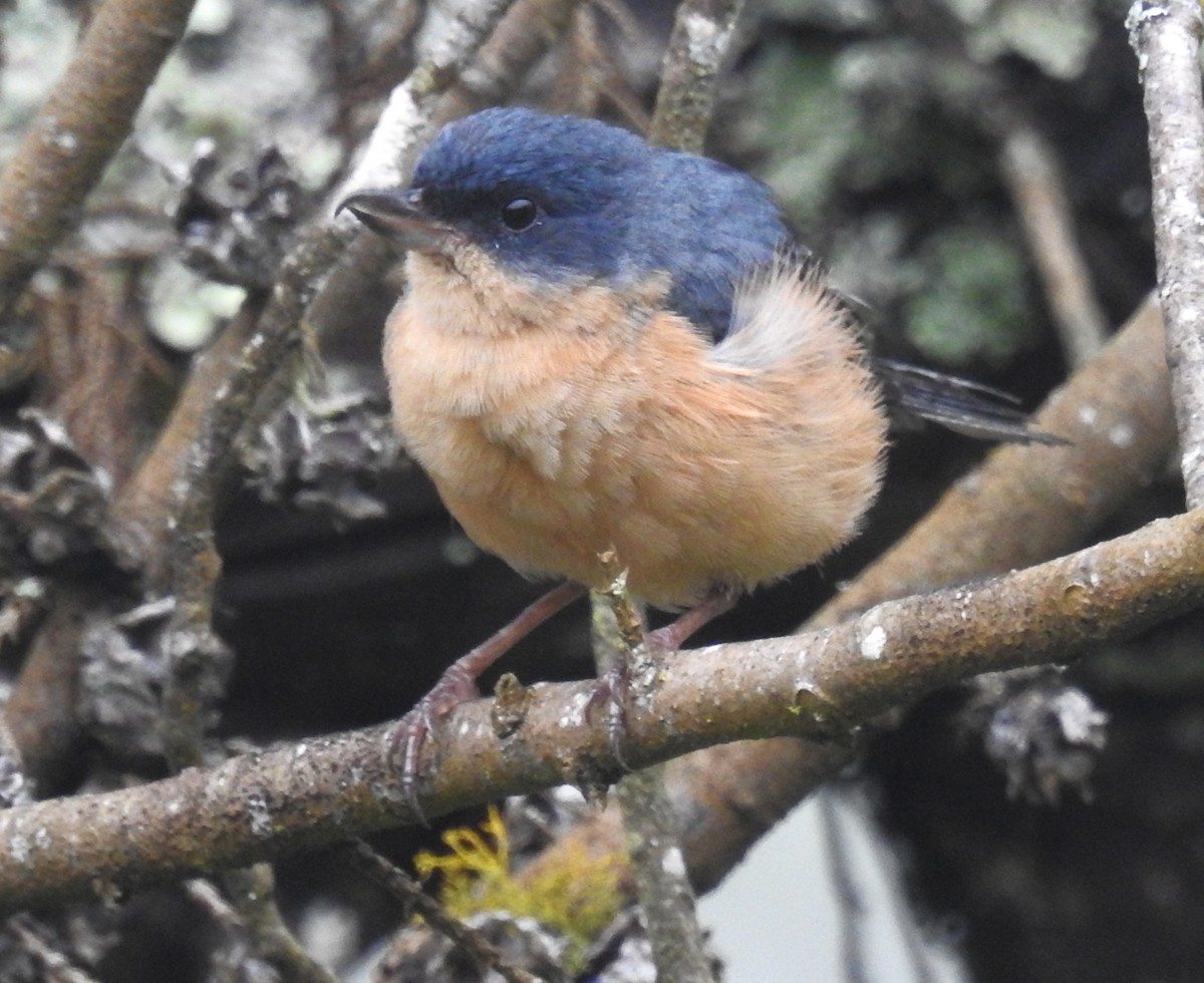 Percefleur rouilleux - ML646633248