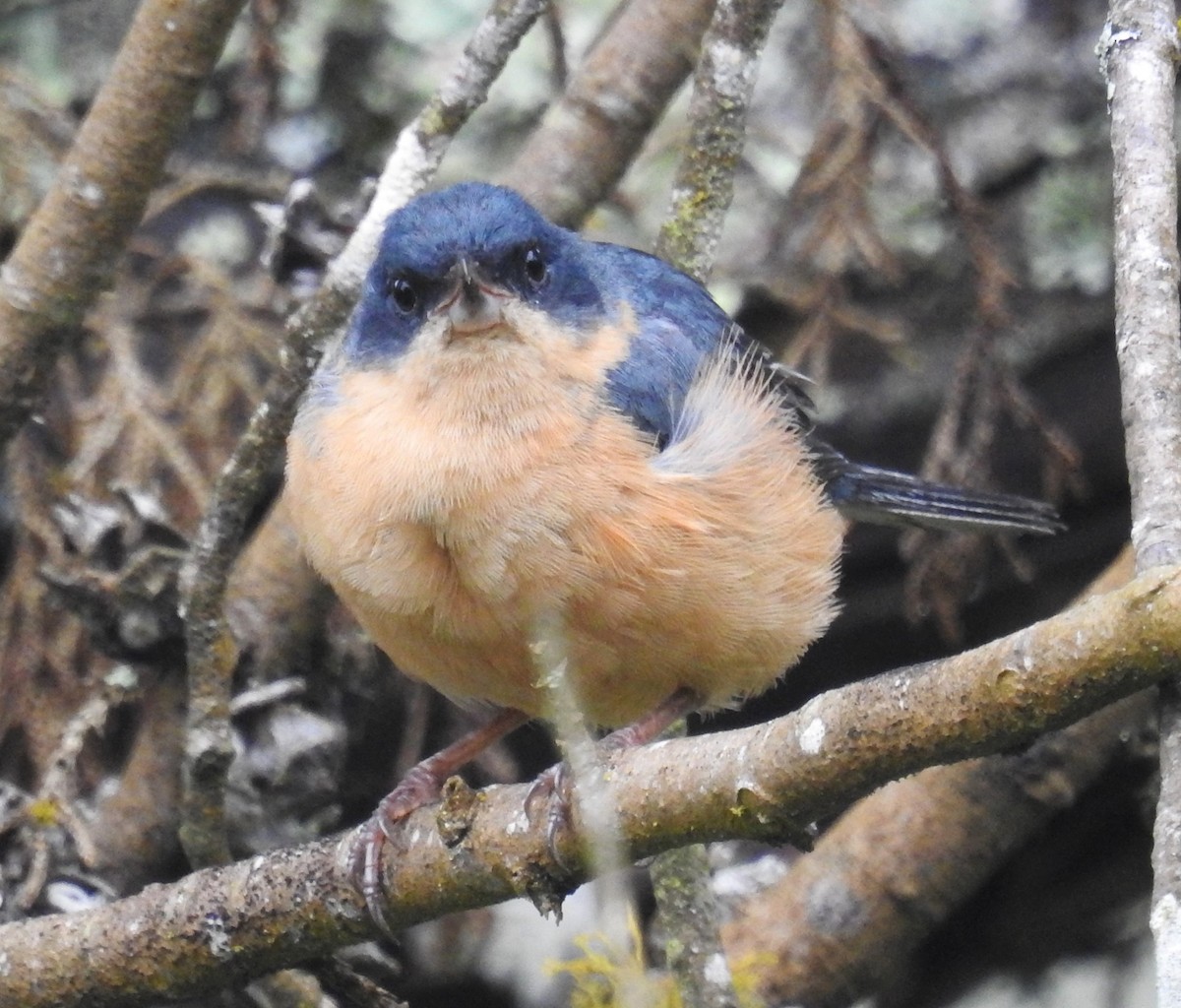 Percefleur rouilleux - ML646633249