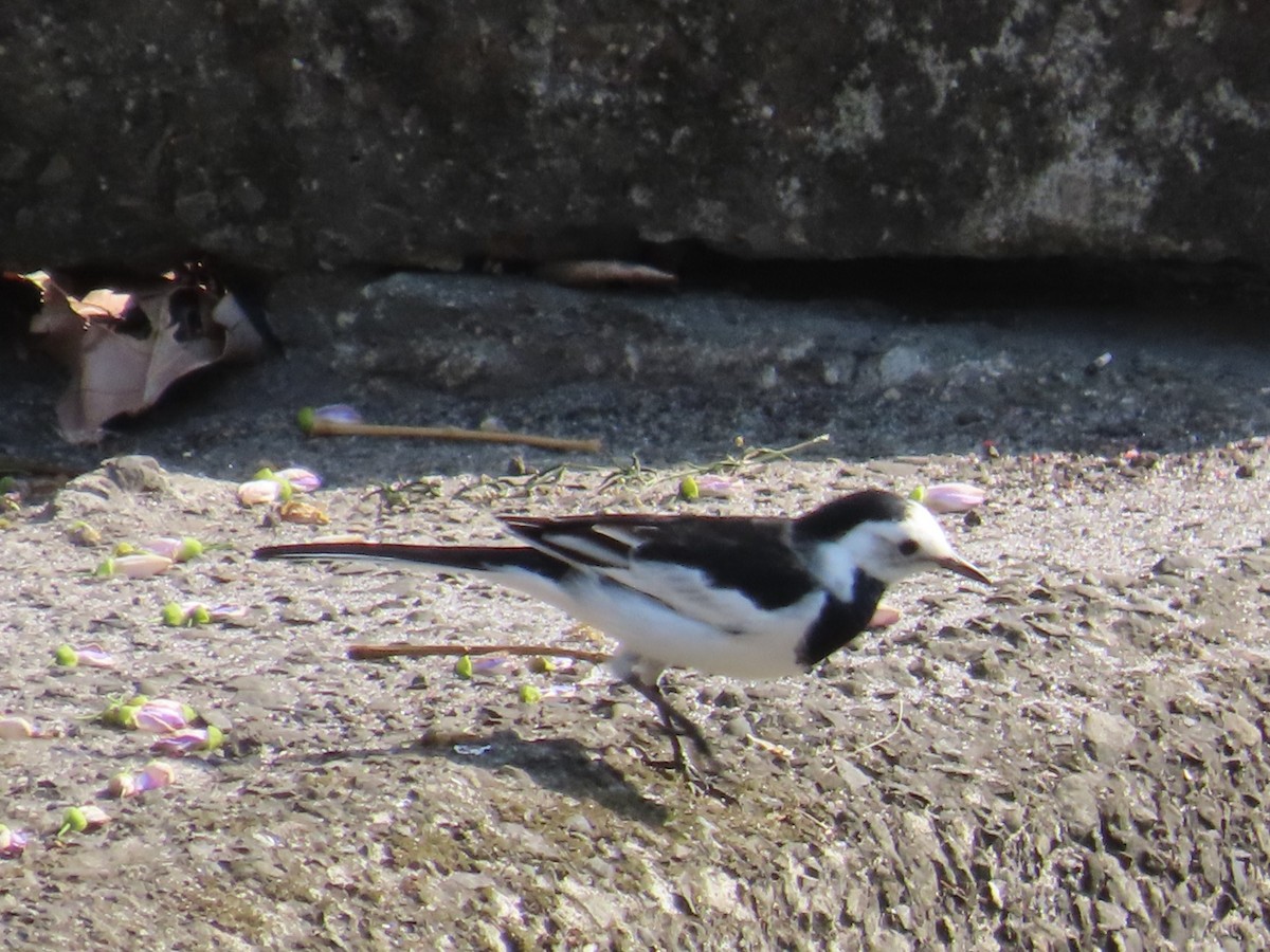 White Wagtail (Chinese) - ML646633251