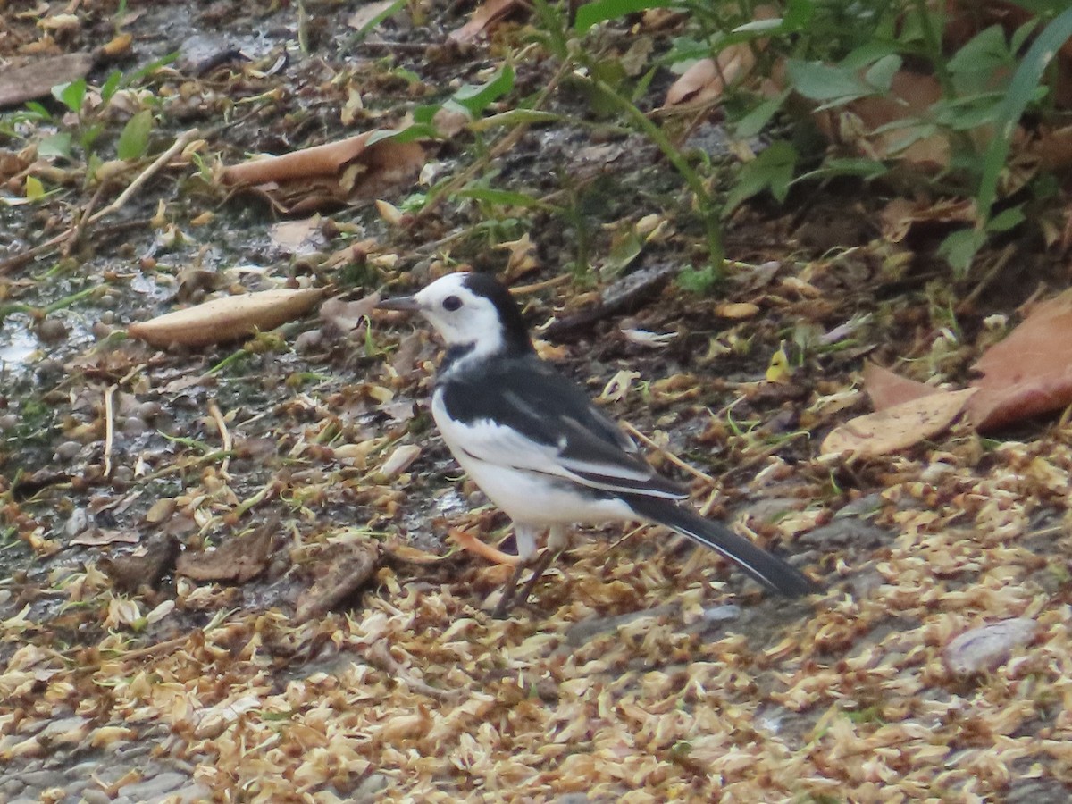 White Wagtail (Chinese) - ML646633252