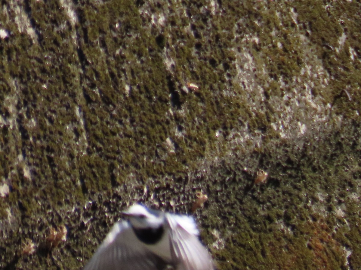 White Wagtail (Chinese) - ML646633253
