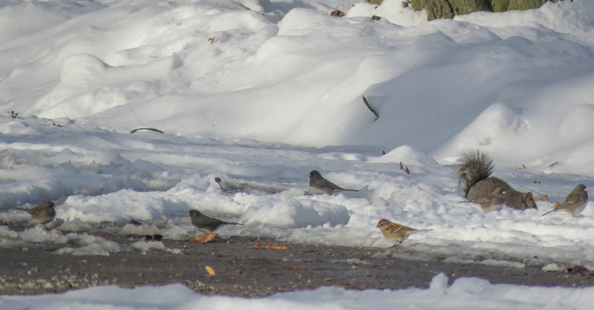 Воробьиная овсянка - ML646633254