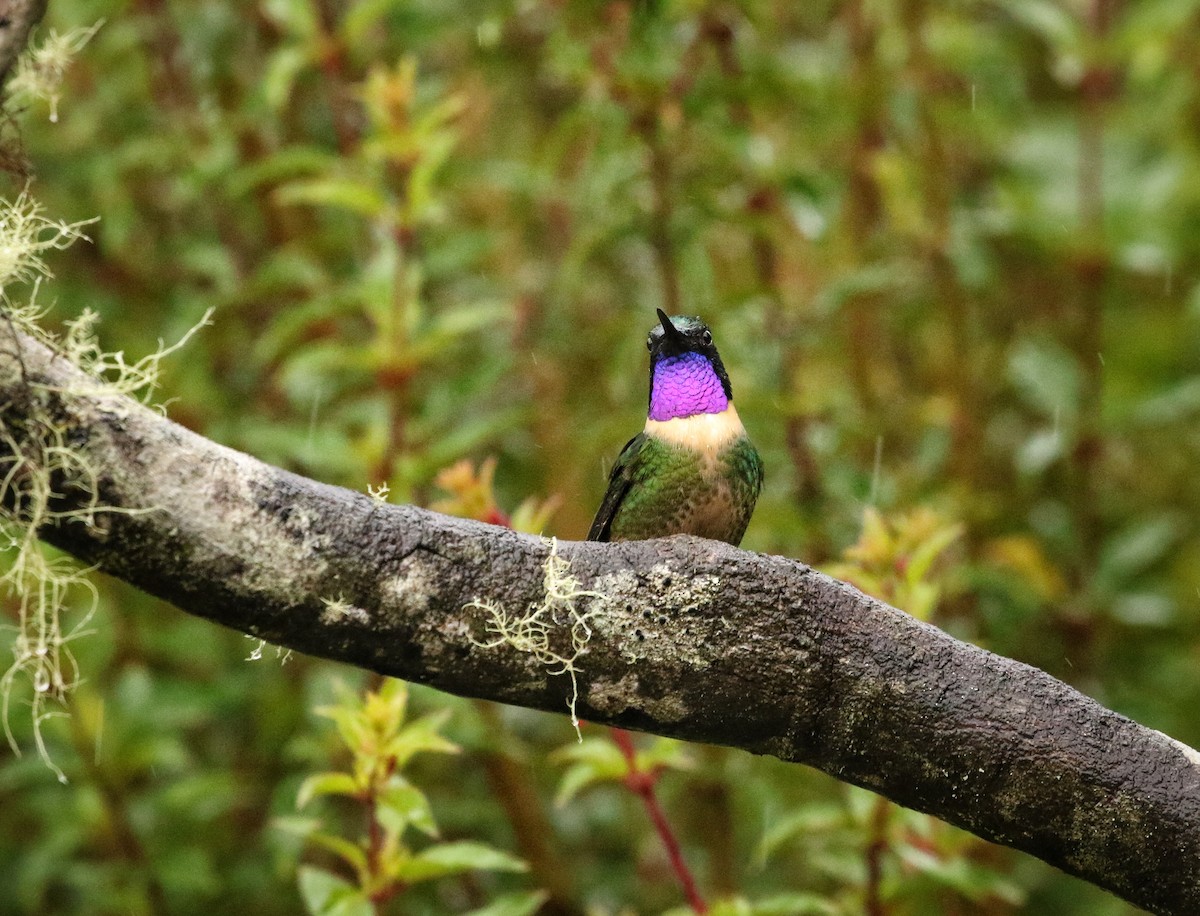 amestystsolengel - ML646633255