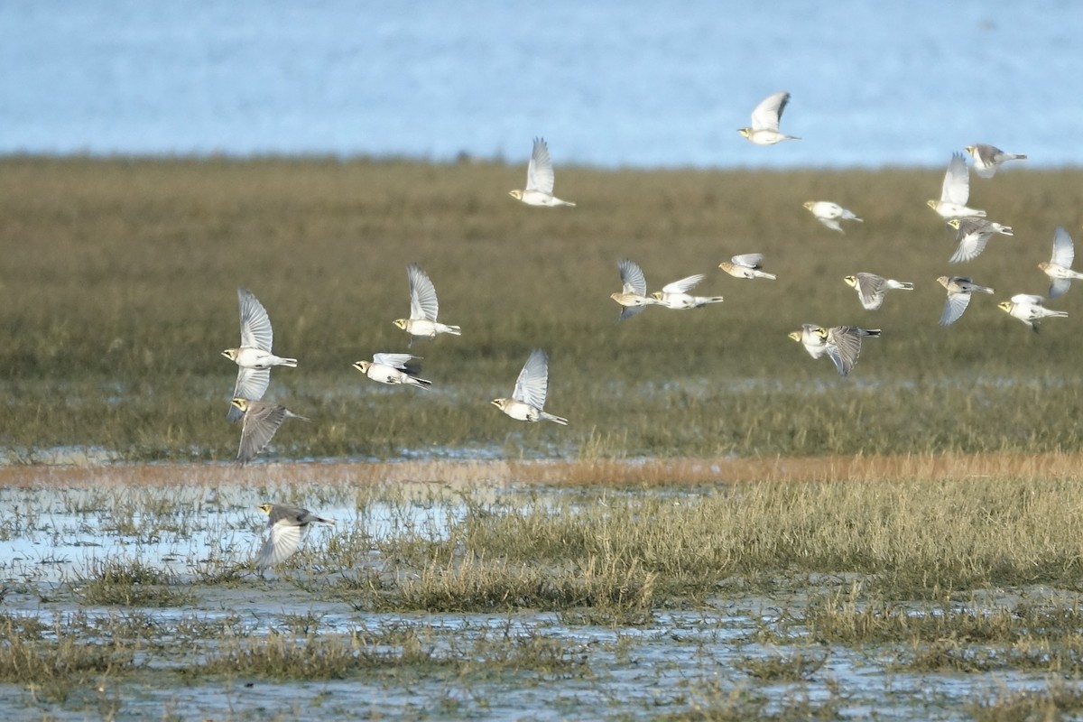 Horned Lark - ML646633257