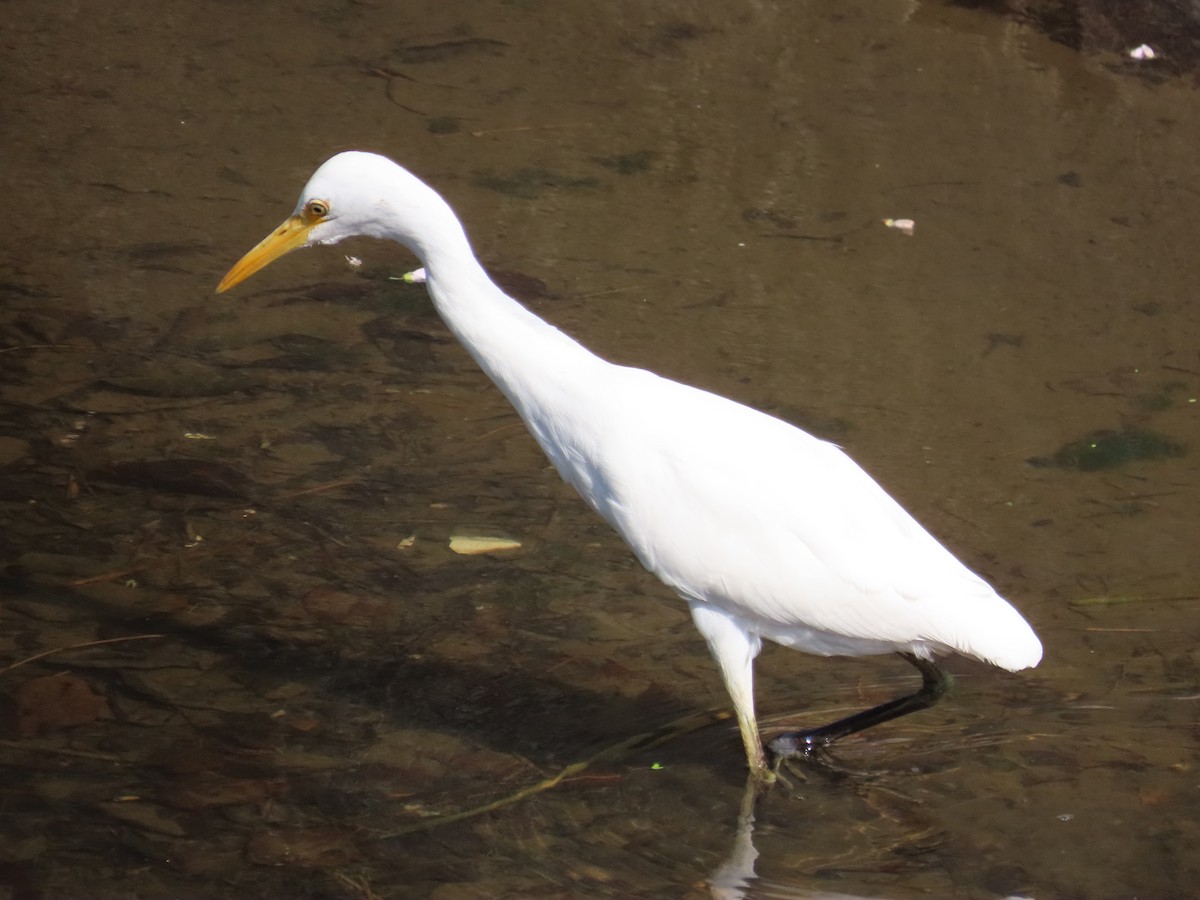 Eastern Cattle-Egret - ML646633258