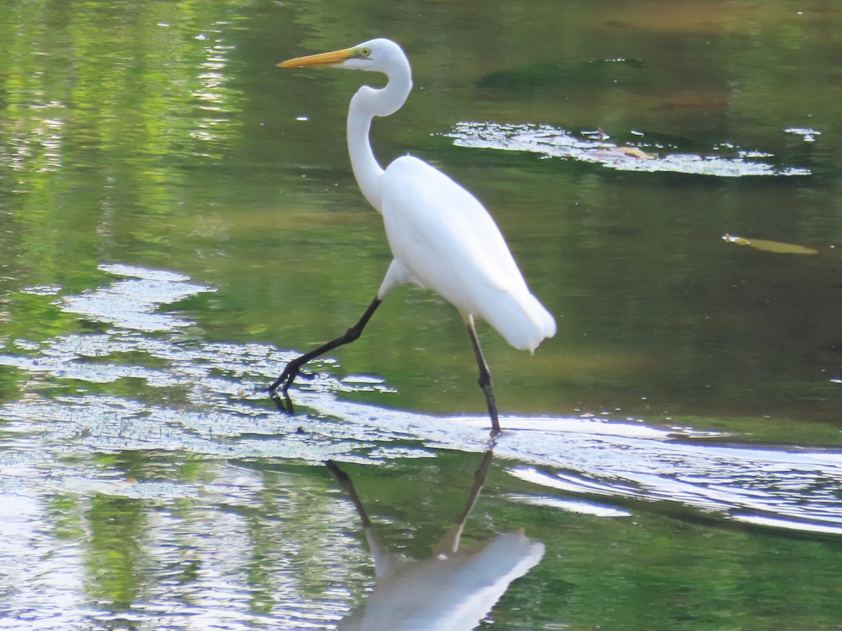 Цасч дэглий - ML646633260