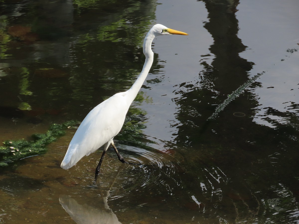 Цасч дэглий - ML646633261