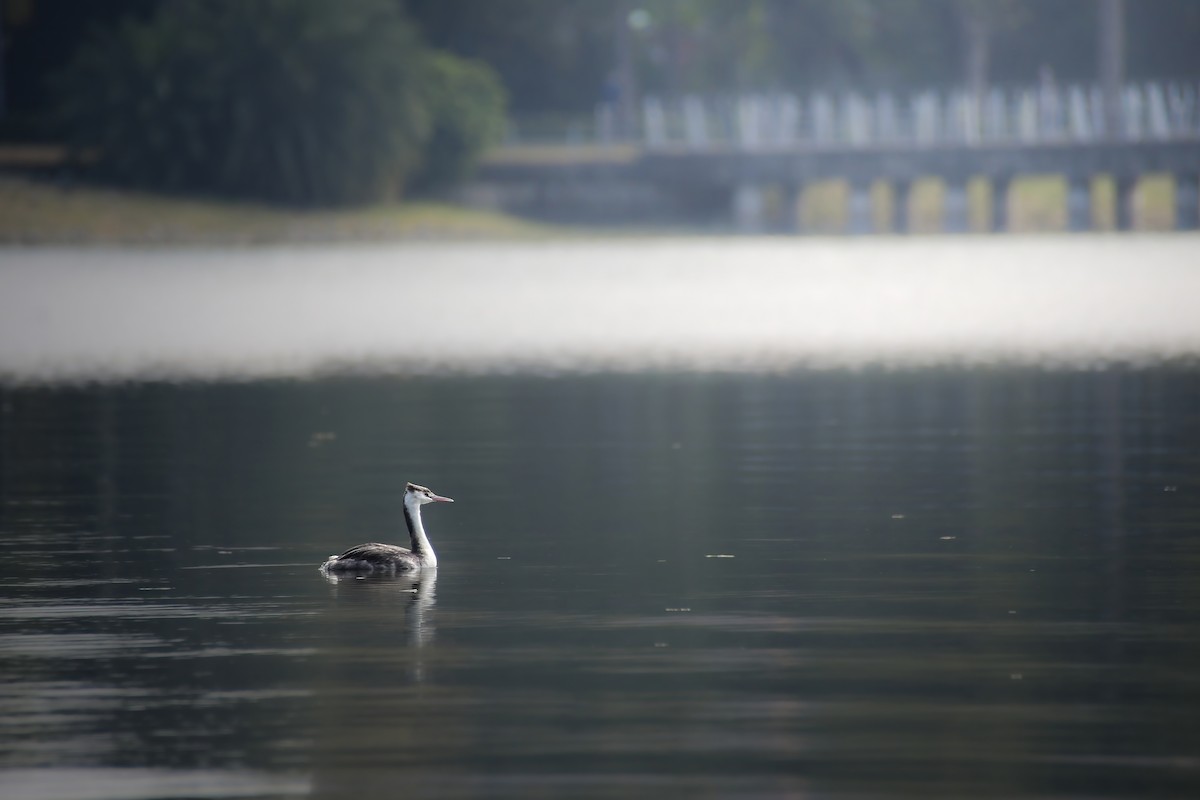 Пірникоза велика - ML646633263