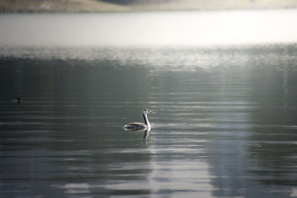 Пірникоза велика - ML646633264