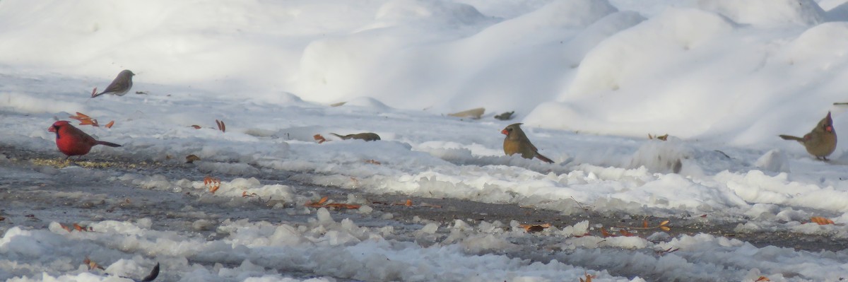 Красный кардинал - ML646633265