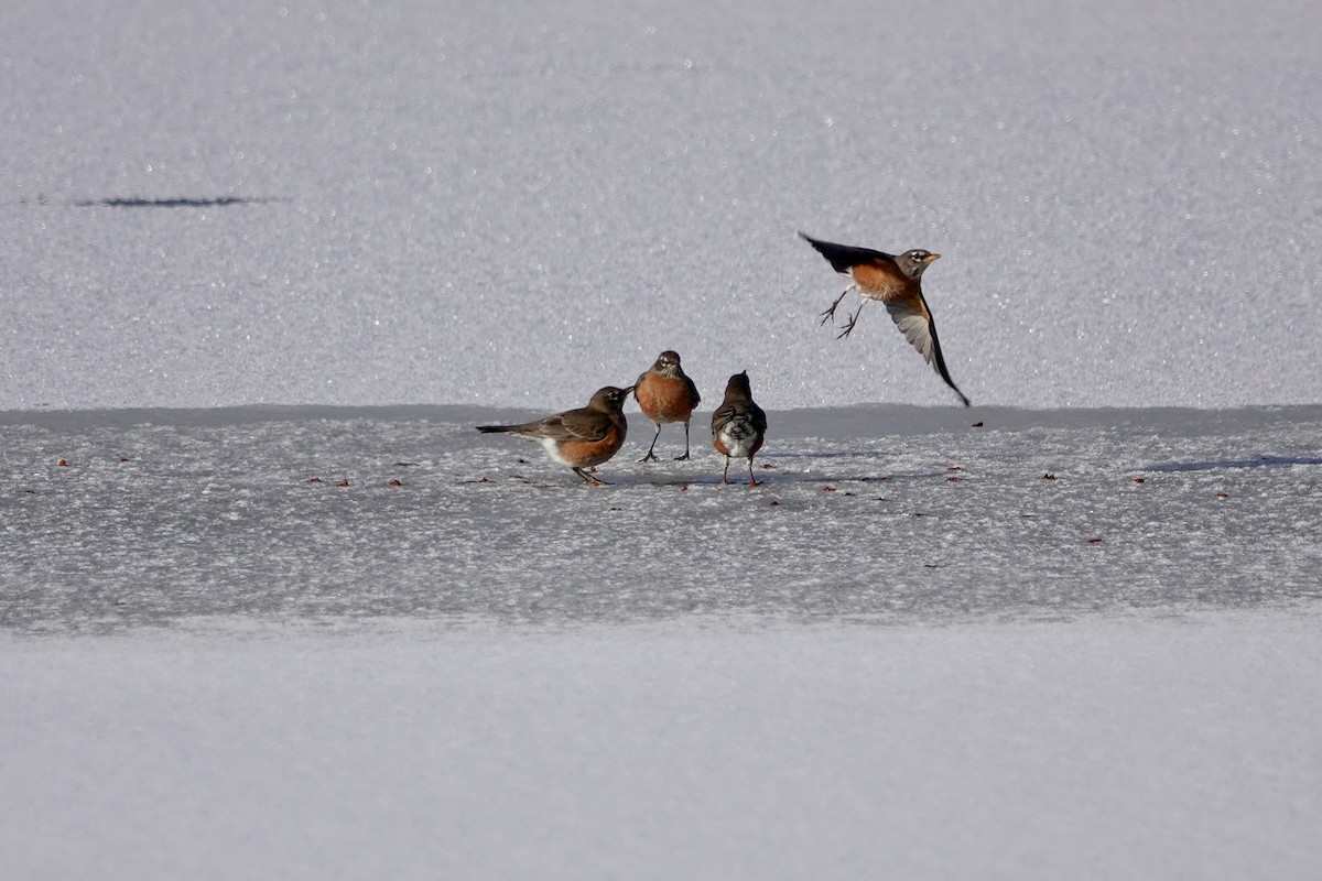 vandretrost - ML646633266