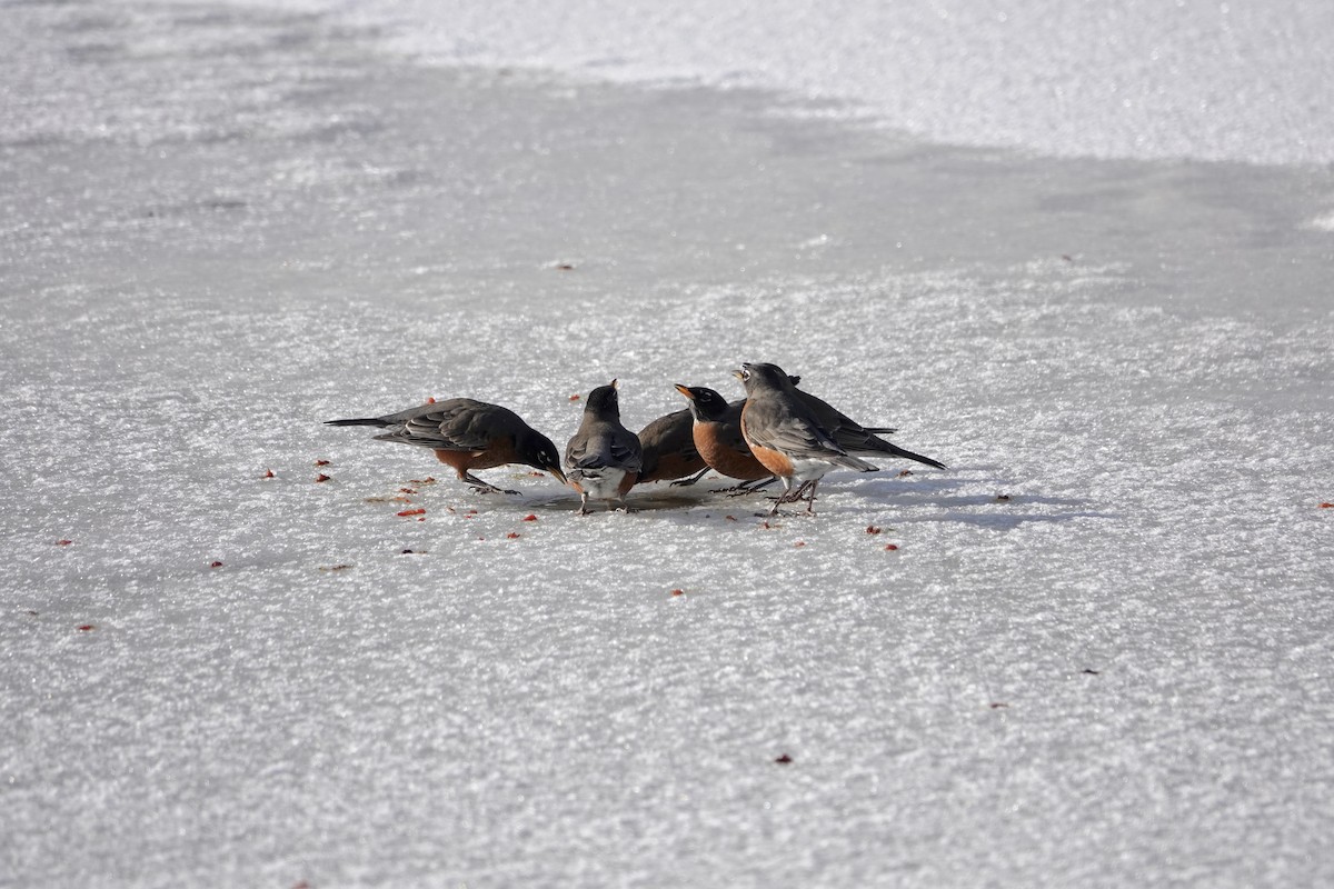 vandretrost - ML646633267