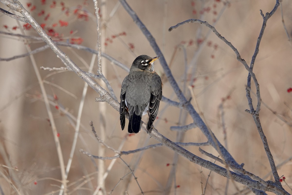 vandretrost - ML646633268