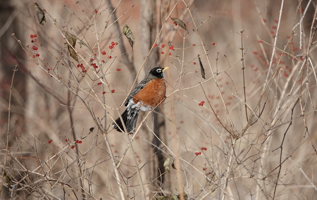 vandretrost - ML646633269