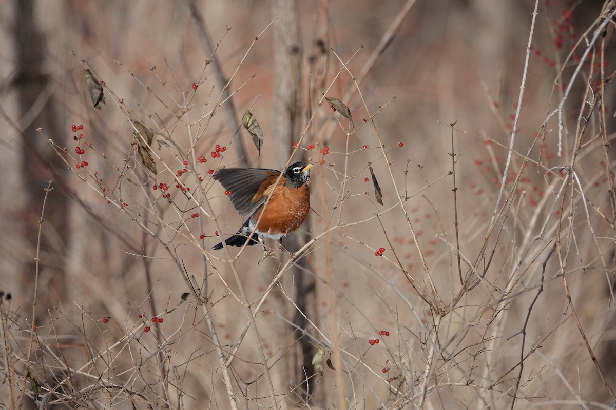 vandretrost - ML646633270