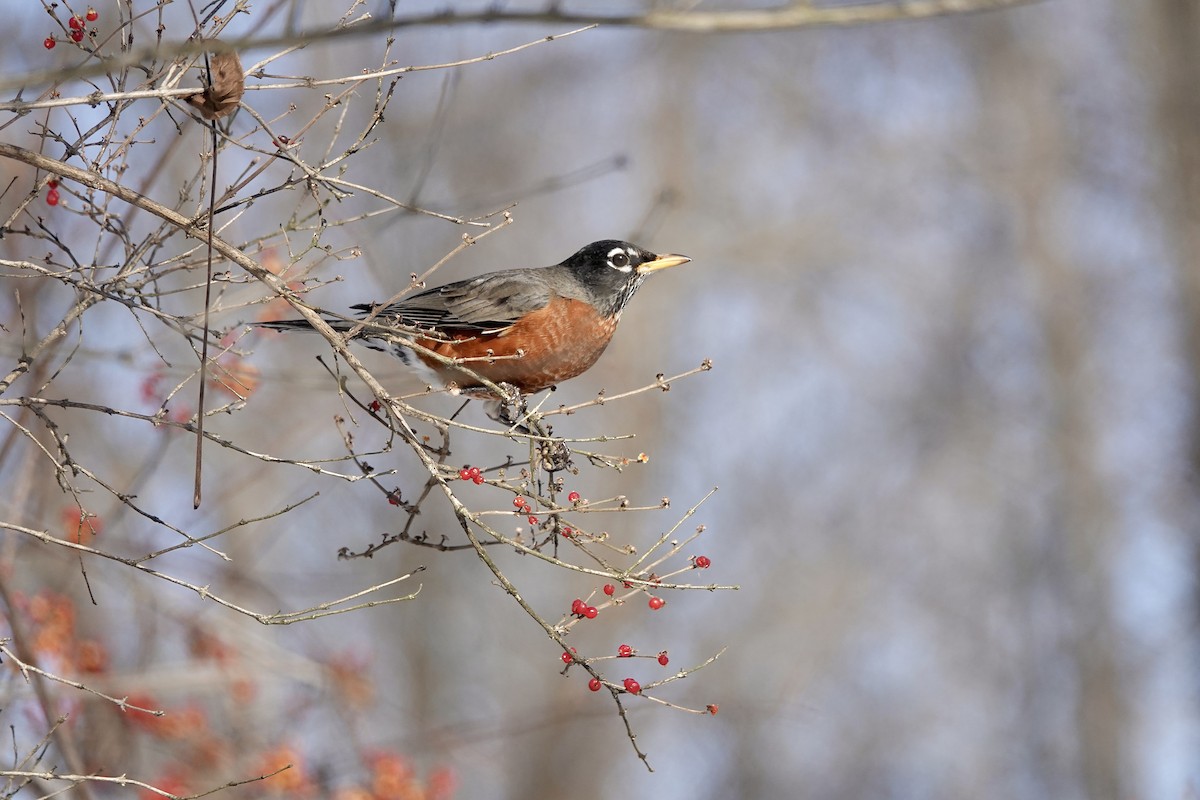 vandretrost - ML646633271