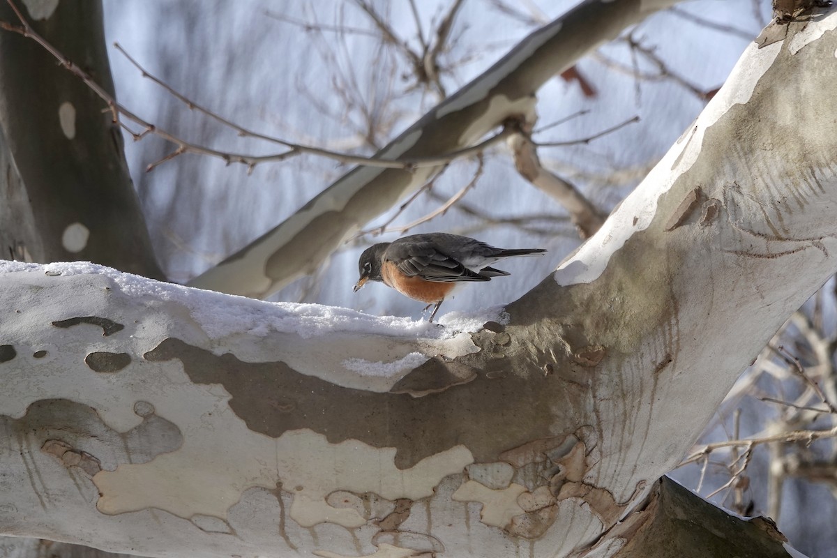 vandretrost - ML646633272