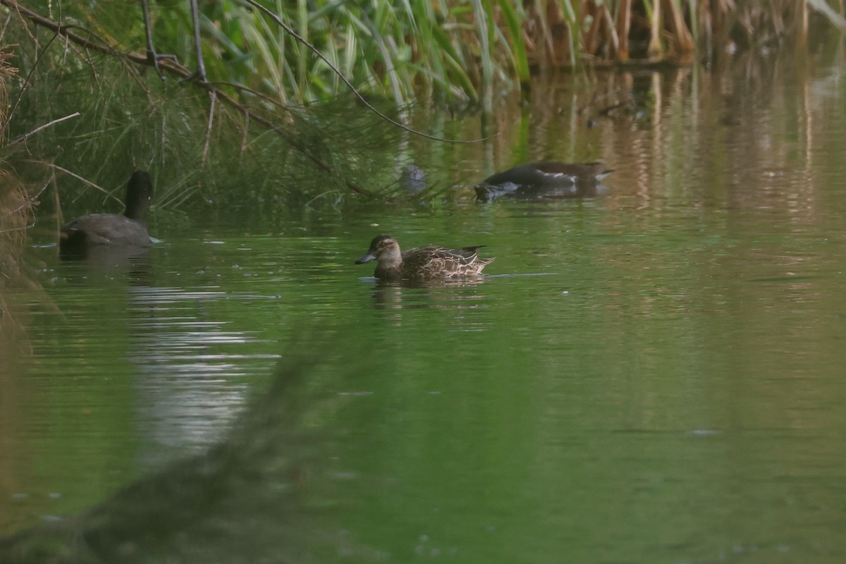 Garganey - ML646633273