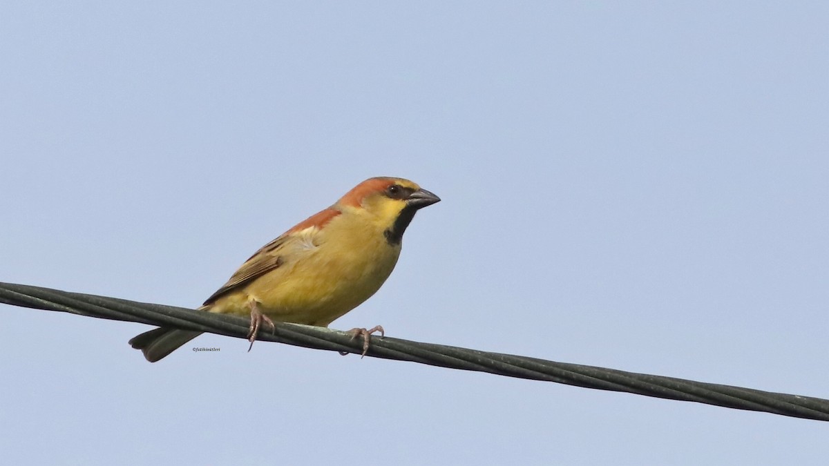Plain-backed Sparrow - ML646633274