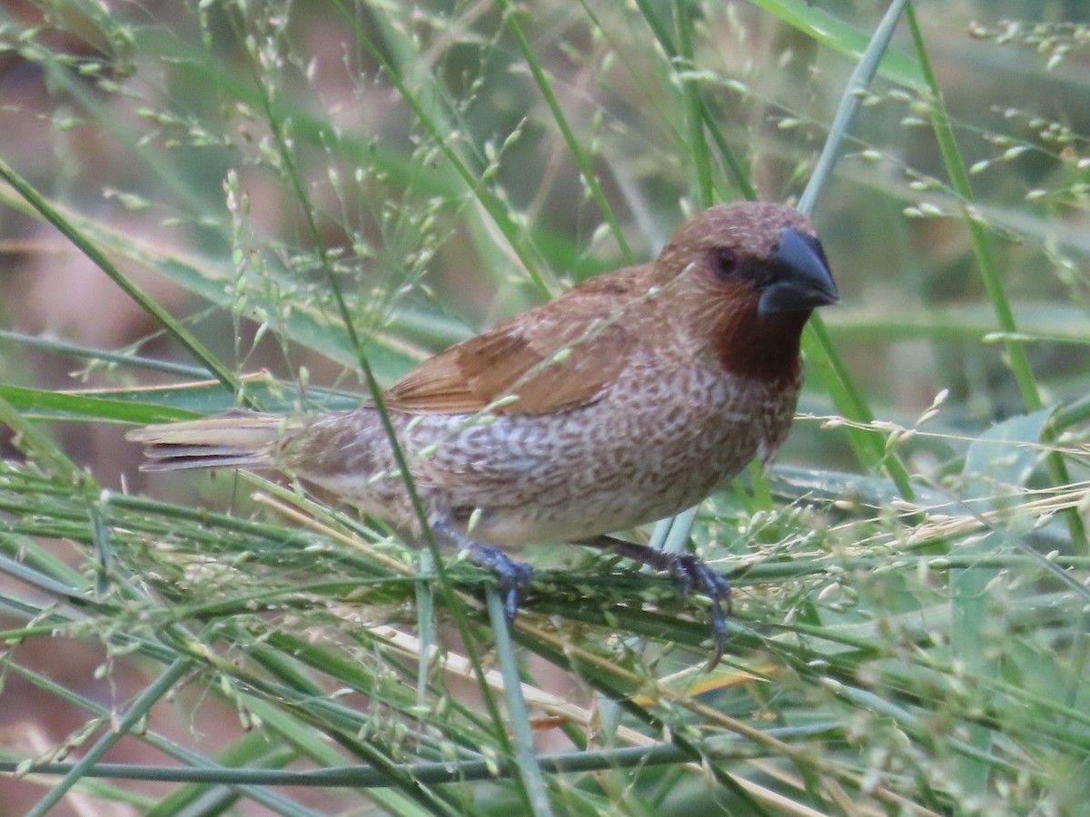 Scaly-breasted Munia - ML646633275