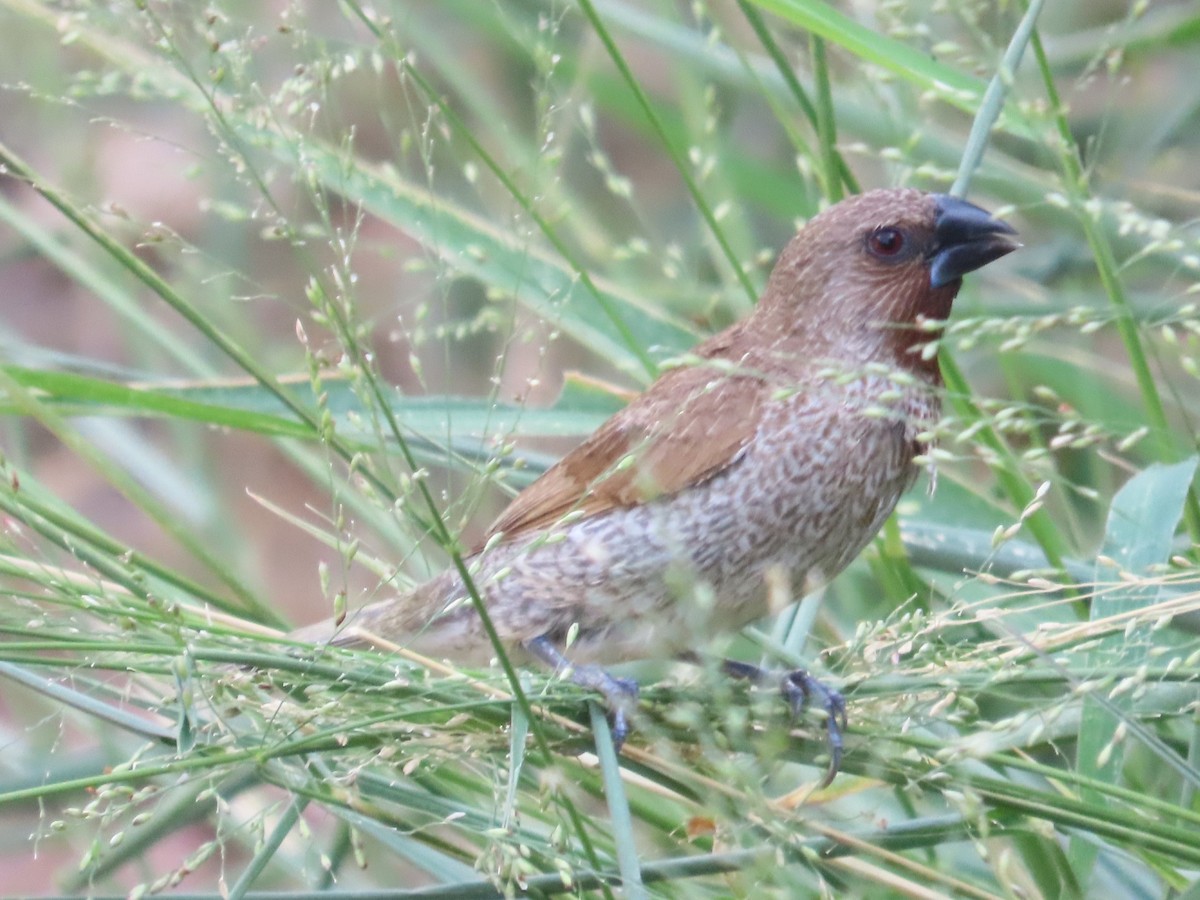 Scaly-breasted Munia - ML646633276